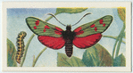 Six-spot burnet.