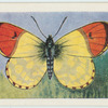 Eastern orange tip.