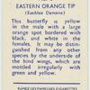 Eastern orange tip.