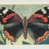 Red admiral.