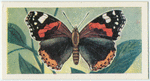 Red admiral.