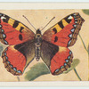 Small tortoiseshell.