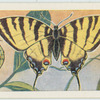 Scarce swallowtail.