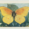 Mediterranean brimstone butterfly.