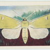 Owl moth.