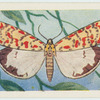 Crimson speckled footman.