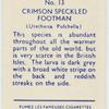 Crimson speckled footman.