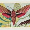 Elephant hawk moth.