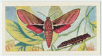 Elephant hawk moth.