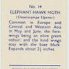 Elephant hawk moth.