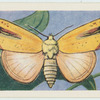 Xanthodes graellsii.