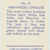 Xanthodes graellsii.