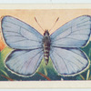 Light blue.