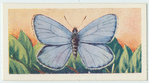 Light blue.
