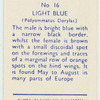 Light blue.
