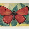 Dark underwing copper.