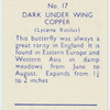 Dark underwing copper.