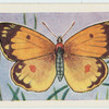Clouded yellow.
