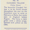 Clouded yellow.