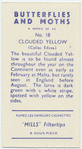 Clouded yellow.