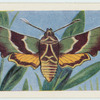 Green hummingbird hawk-moth.