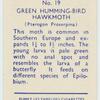Green hummingbird hawk-moth.