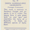 Green hummingbird hawk-moth.