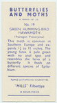Green hummingbird hawk-moth.