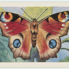 Peacock butterfly.