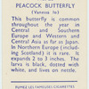 Peacock butterfly.