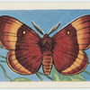 Oak eggar.