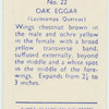 Oak eggar.