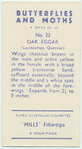 Oak eggar.