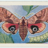Eyed hawk-moth.