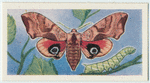 Eyed hawk-moth.