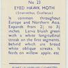 Eyed hawk-moth.
