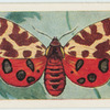 Tiger moth.