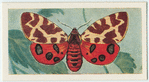 Tiger moth.