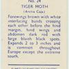Tiger moth.