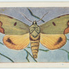 Owl moth.