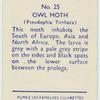 Owl moth.