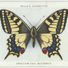 Swallow-tail butterfly.