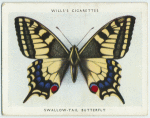 Swallow-tail butterfly.