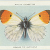 Orange tip butterfly.