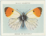 Orange tip butterfly.