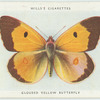 Clouded yellow butterfly.