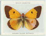 Clouded yellow butterfly.