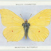 Brimstone butterfly.