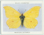 Brimstone butterfly.