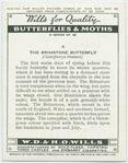 Brimstone butterfly.
